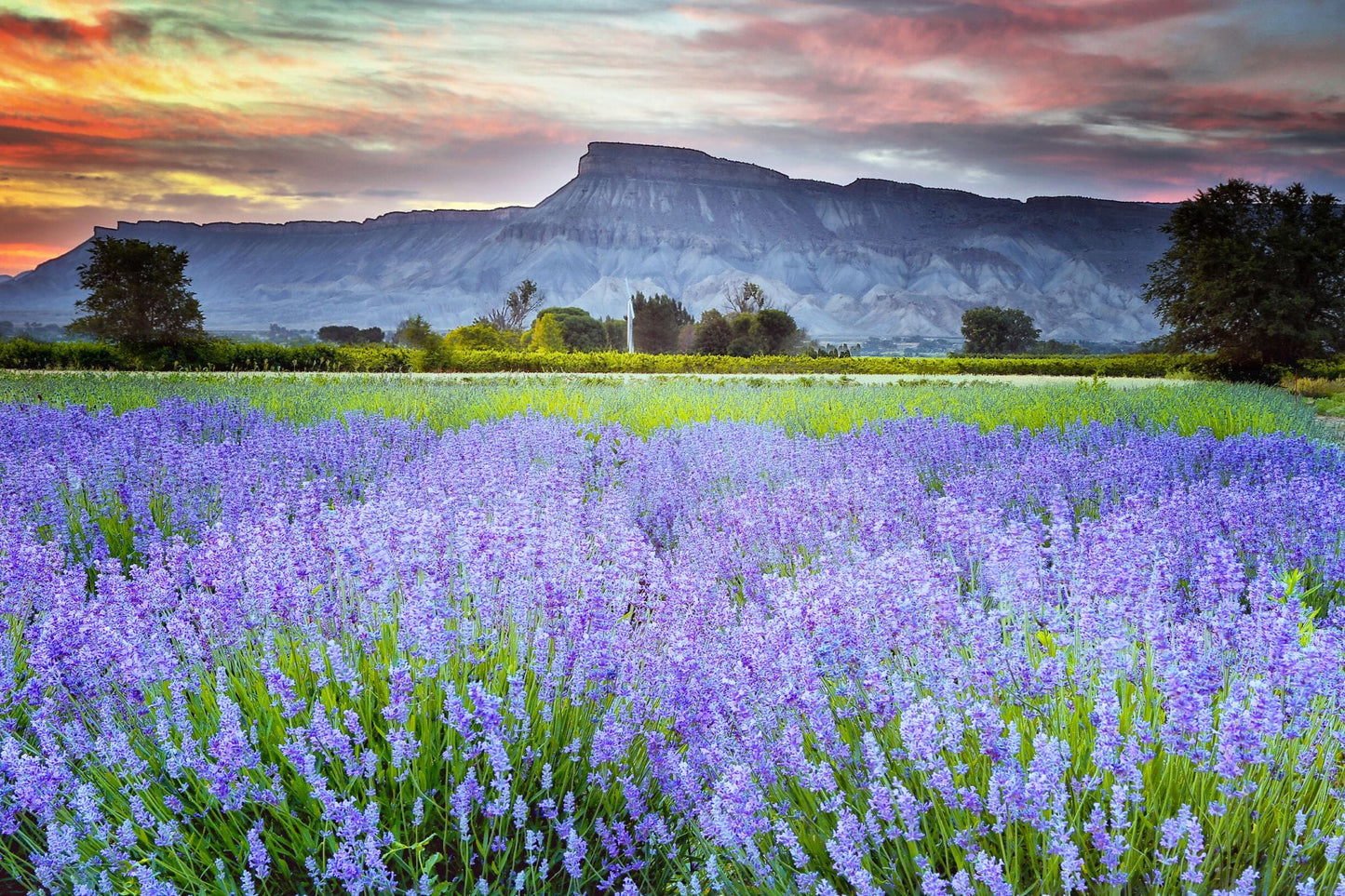 Purple Mountain Majesty